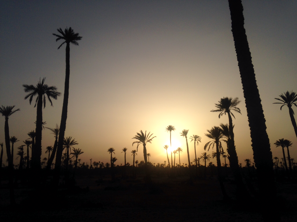 Palm trees at sunset in Marrkesh, Morocco